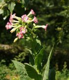 Nicotiana tabacum. Верхушка цветущего растения. Восточный Казахстан, г. Усть-Каменогорск, Архитектурно-ландшафтный музей-заповедник, в культуре. 25.08.2017.