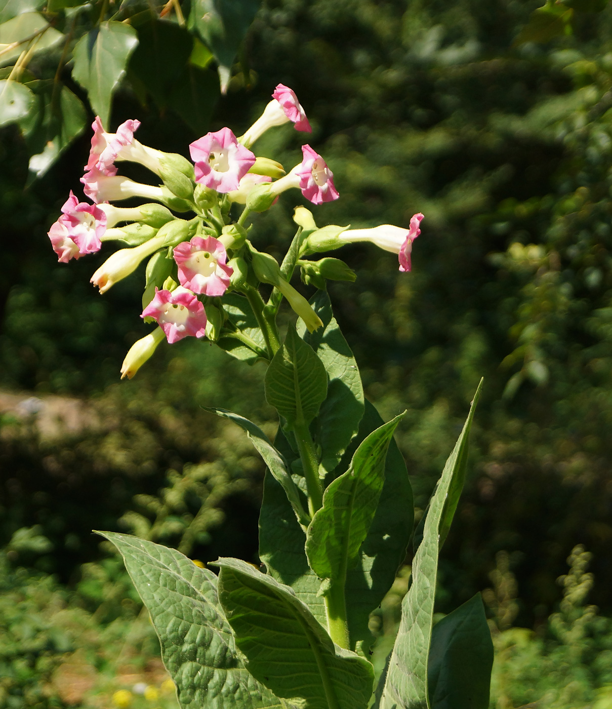 Image of Nicotiana tabacum specimen.