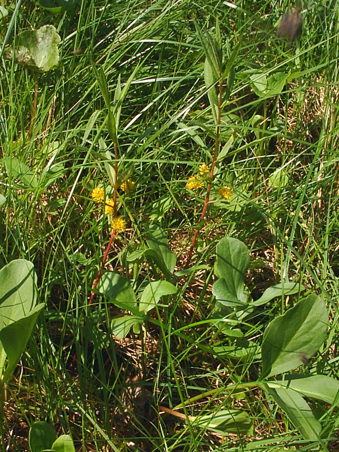 Image of Naumburgia thyrsiflora specimen.