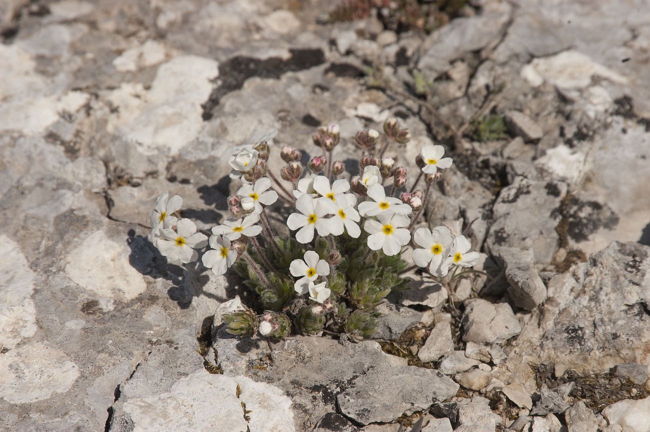 Image of Androsace taurica specimen.