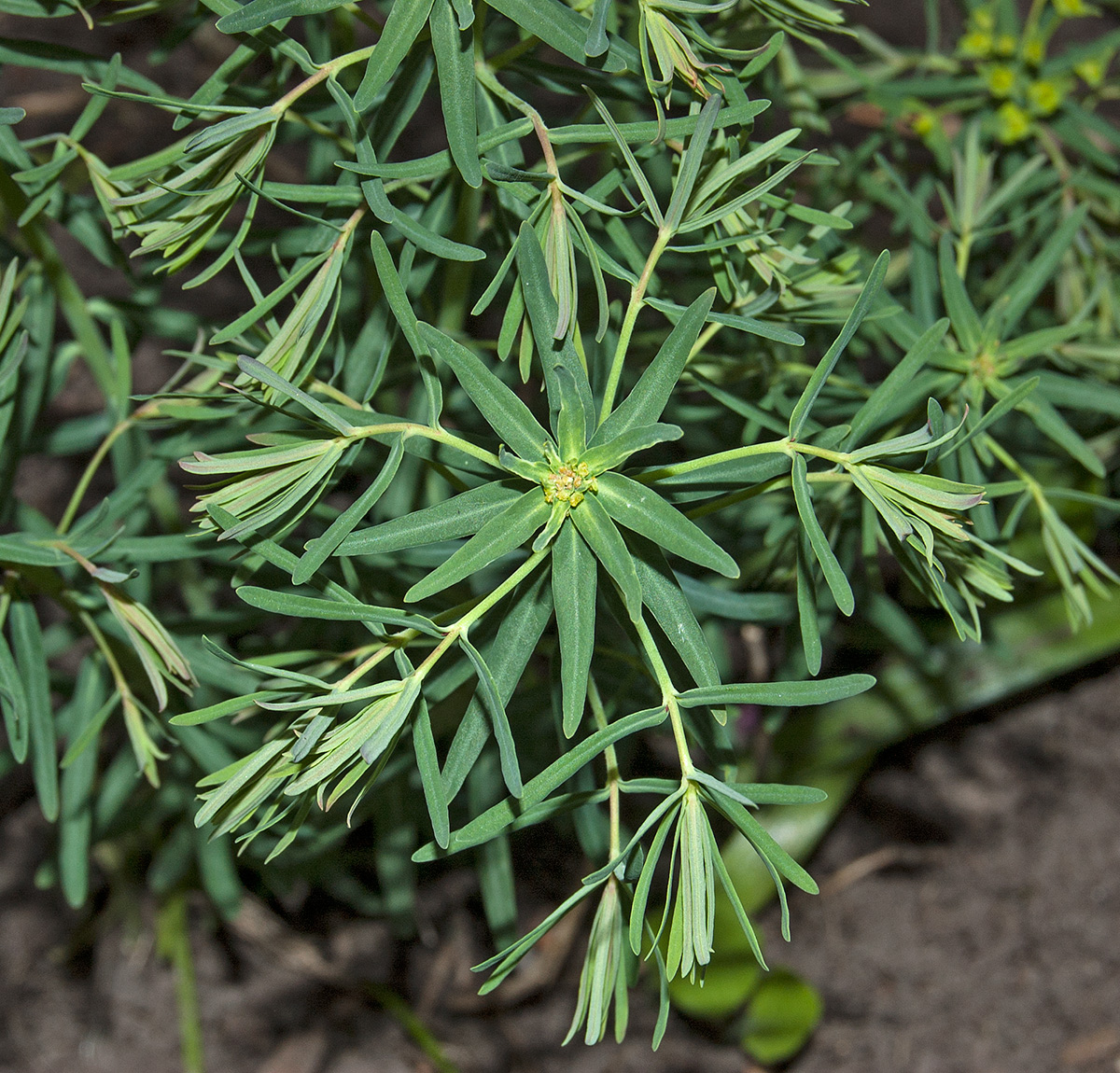 Изображение особи род Euphorbia.