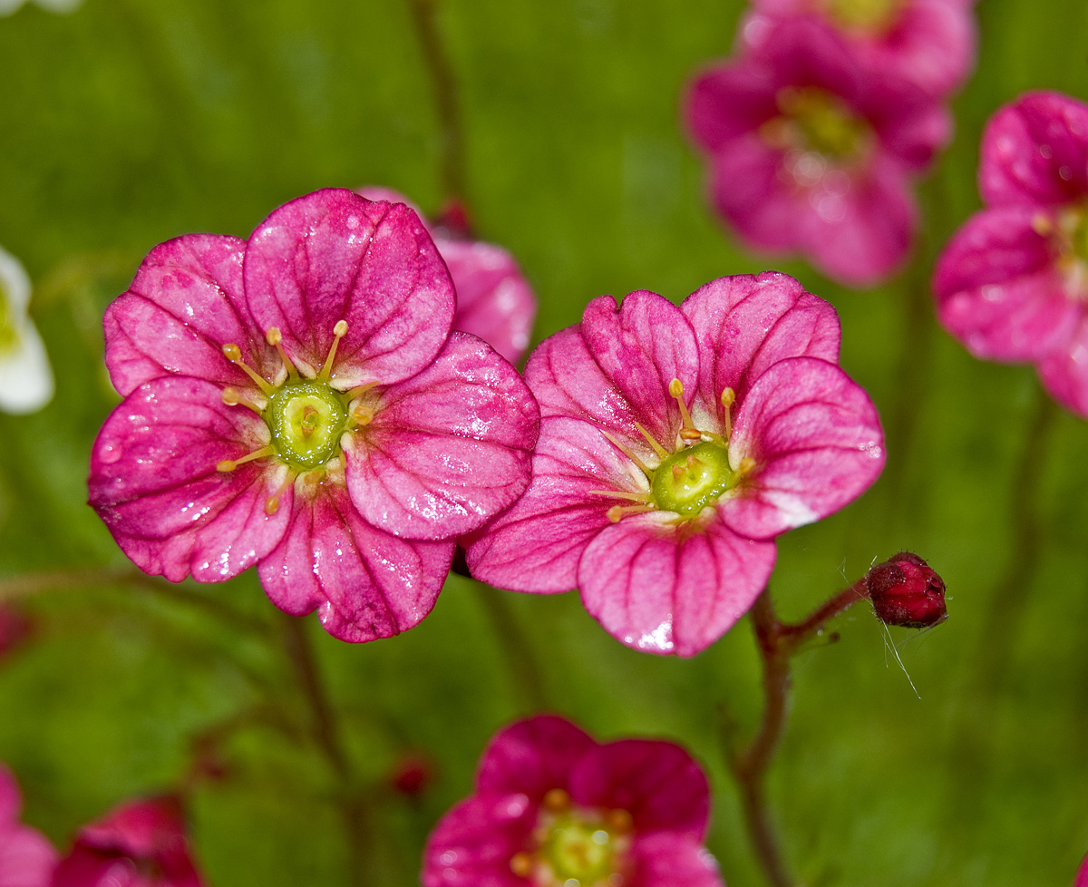 Image of Saxifraga &times; arendsii specimen.