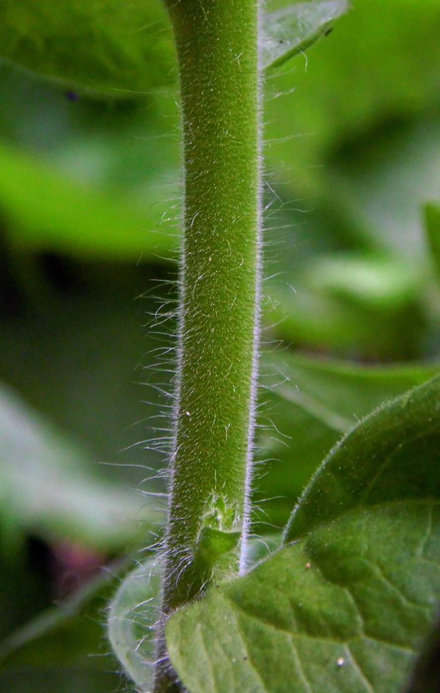 Image of Hyoscyamus niger specimen.