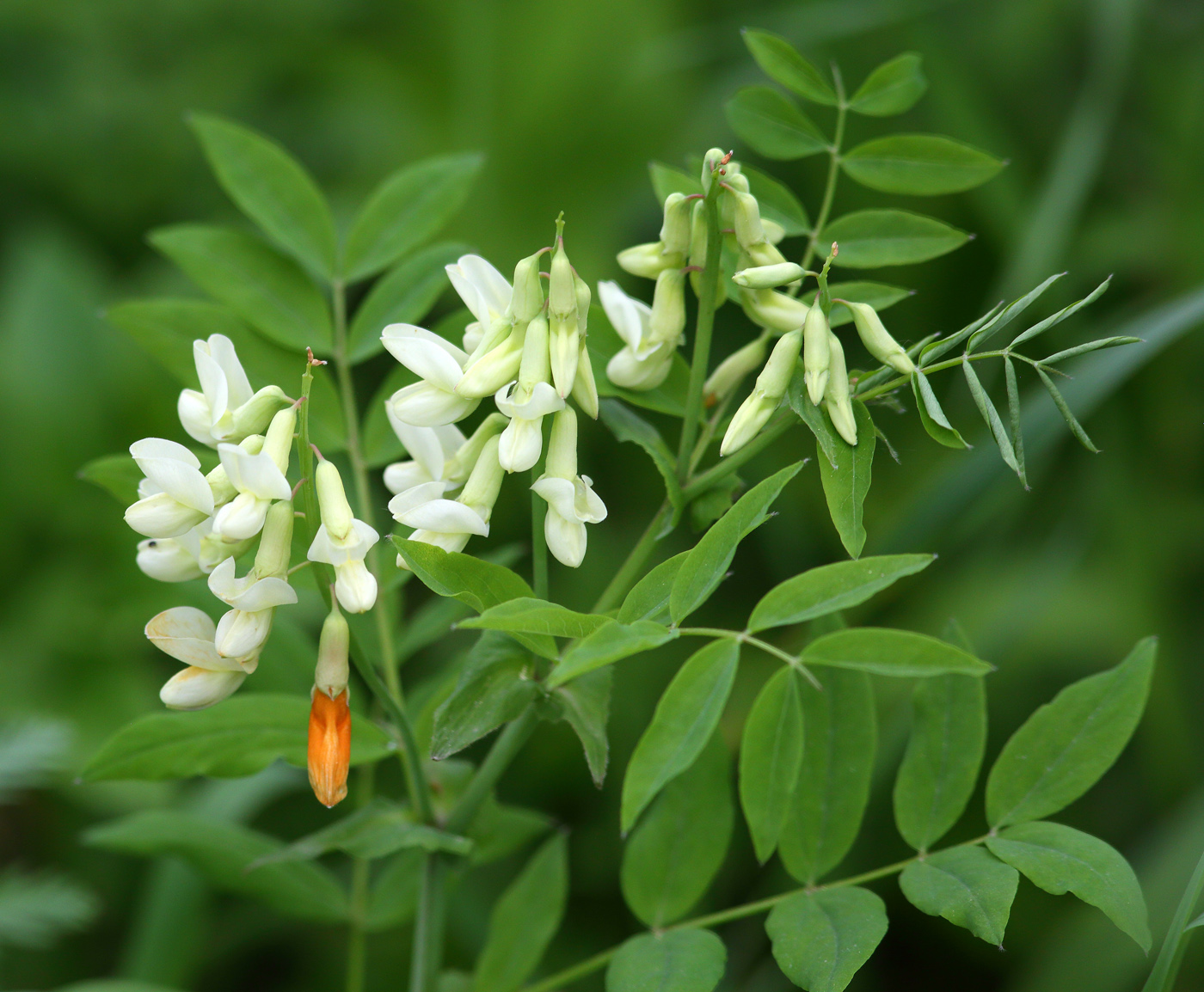 Image of Lathyrus gmelinii specimen.