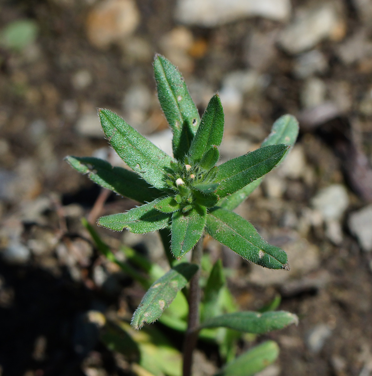 Изображение особи Buglossoides arvensis.