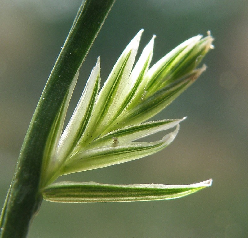 Image of Lolium perenne specimen.