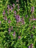 Stachys palustris. Верхушки цветущих растений. Московская обл., Орехово-Зуевский р-н, окр. дер. Красная Дубрава, долина р. Клязьма, влажный луг на берегу реки. 26.08.2018.