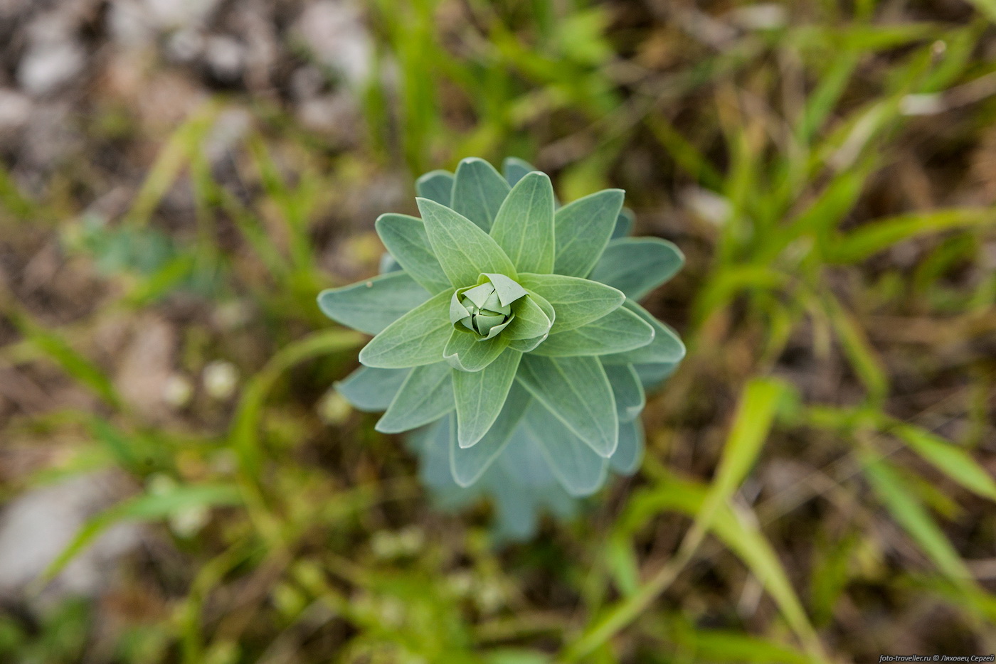 Image of Linaria genistifolia specimen.