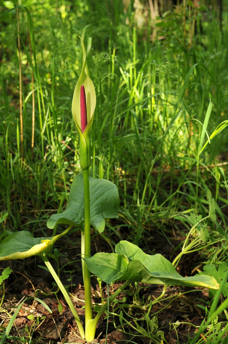 Image of Arum korolkowii specimen.