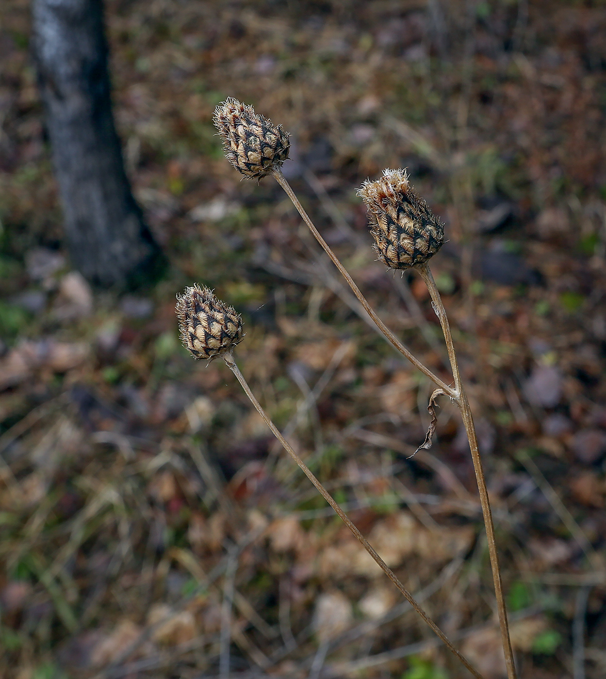 Image of Centaurea scabiosa specimen.