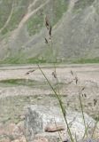 familia Poaceae