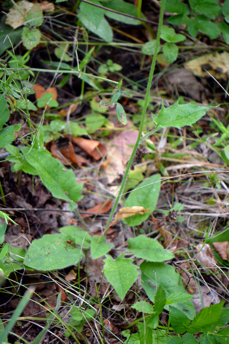 Изображение особи Hieracium murorum.