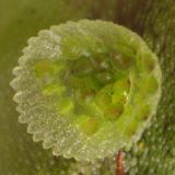 Marchantia polymorpha. Чашечка с выводковыми почками. Карелия, Лахденпохский р-н, окр пос Ихала, на сырой почве. 06.09.2017.