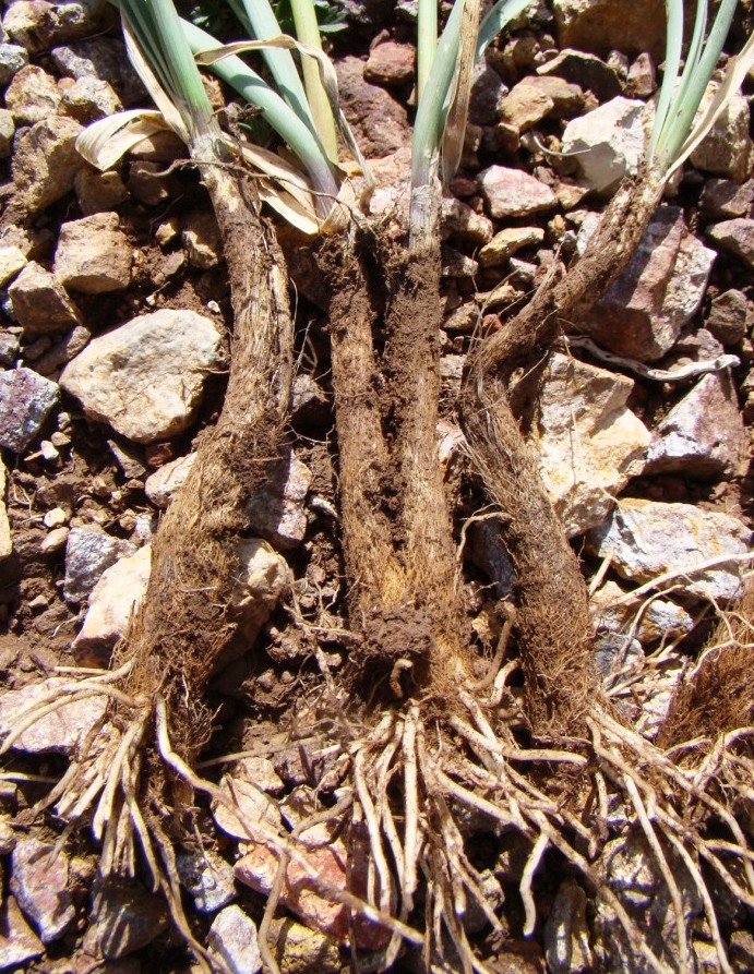 Image of Allium pseudostrictum specimen.