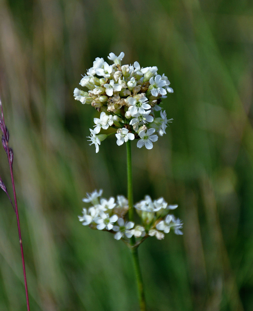 Image of Silene sendtneri specimen.