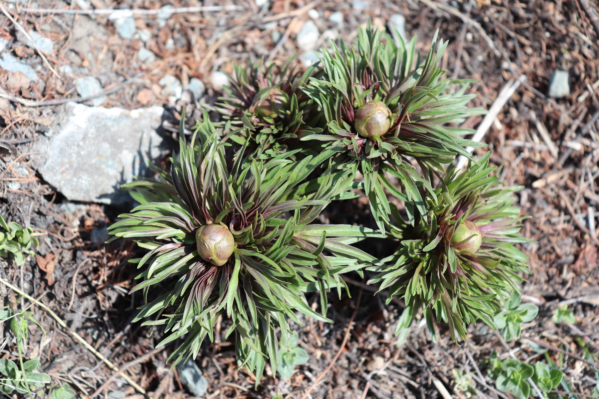 Image of Paeonia anomala specimen.