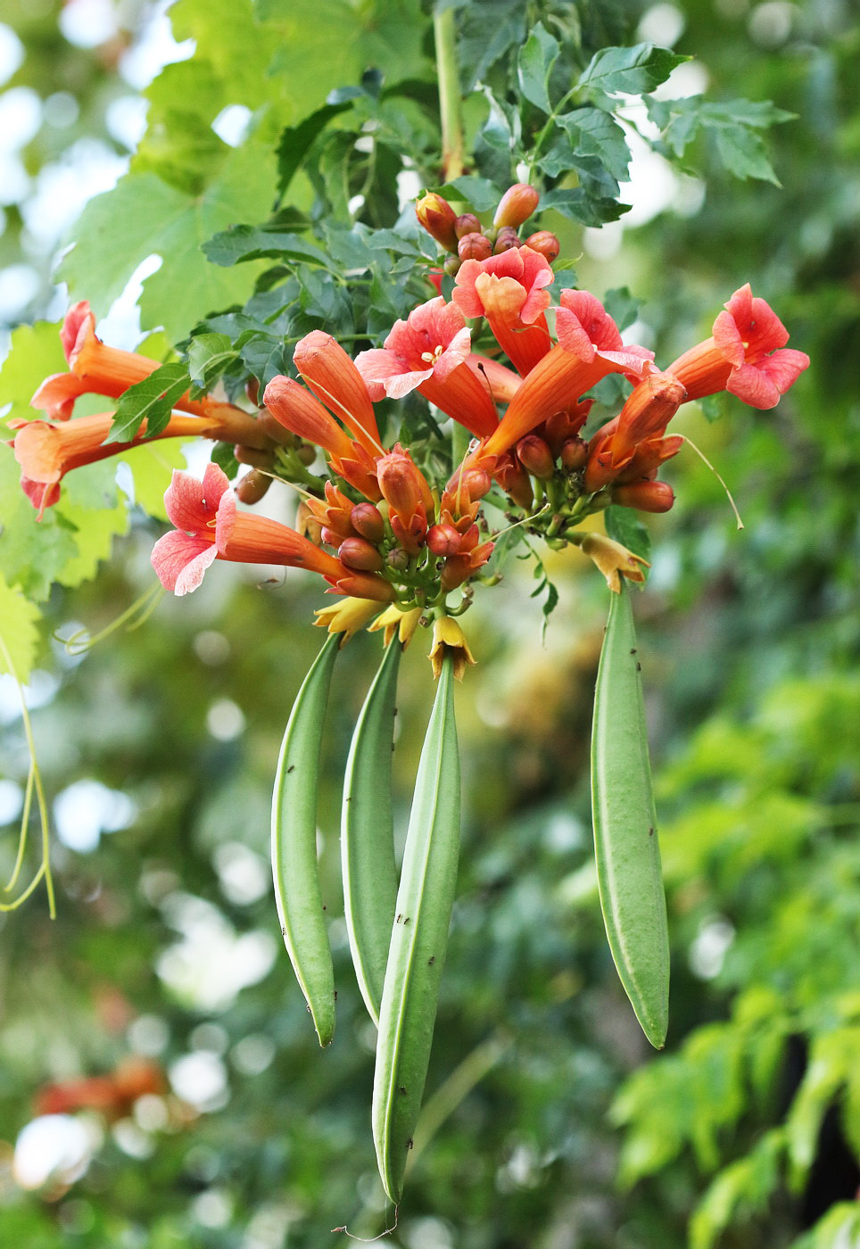 Image of Campsis grandiflora specimen.