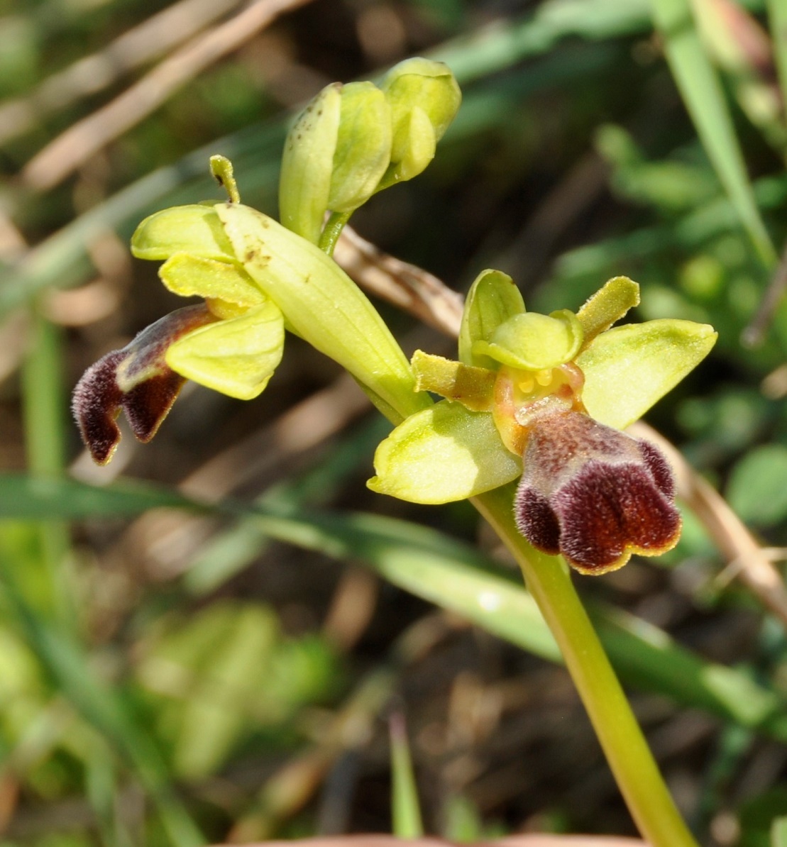 Image of Ophrys omegaifera ssp. israelitica specimen.