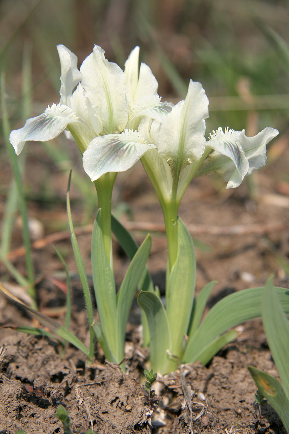 Изображение особи Iris pumila.