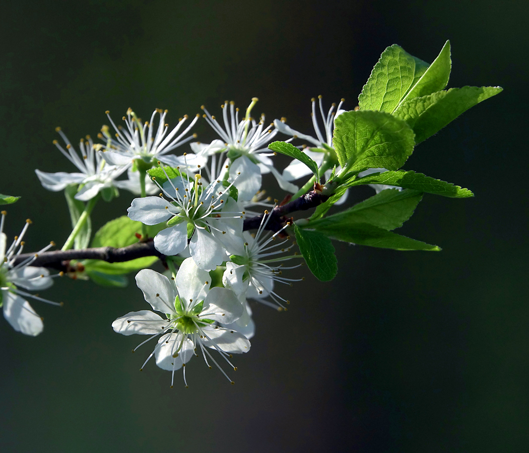 Изображение особи Prunus spinosa.