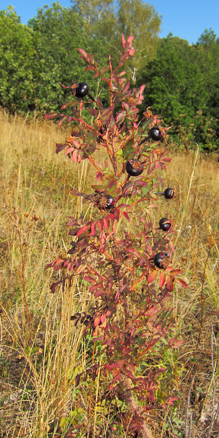 Изображение особи Rosa spinosissima.