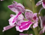 Dactylorhiza iberica. Цветки. Крым, окр. с. Зеленогорье, ущ. р. Пананьян-Узень, пойма, луговая растительность на берегу ручья. 5 июля 2020 г.