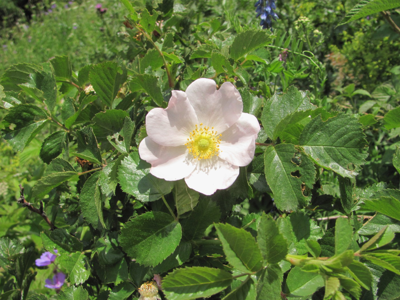 Image of genus Rosa specimen.