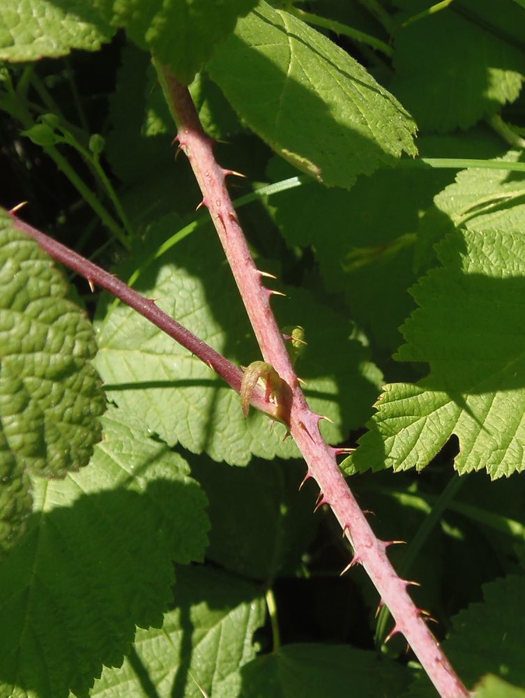 Image of Rubus caesius specimen.