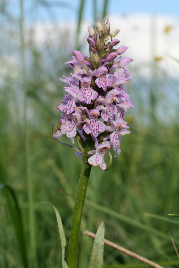 Image of Dactylorhiza baltica specimen.