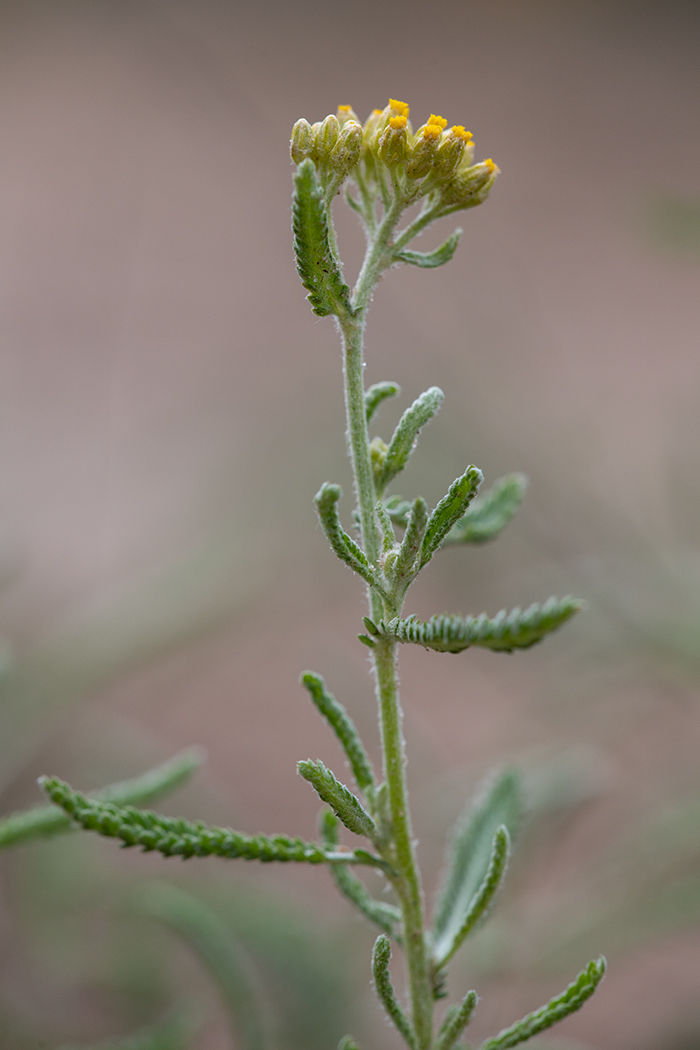 Изображение особи Achillea leptophylla.