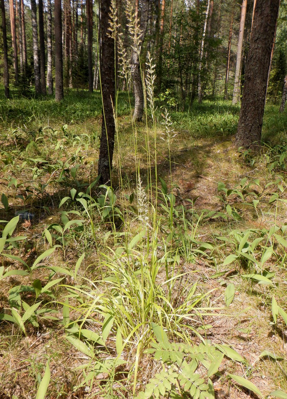 Image of Calamagrostis arundinacea specimen.