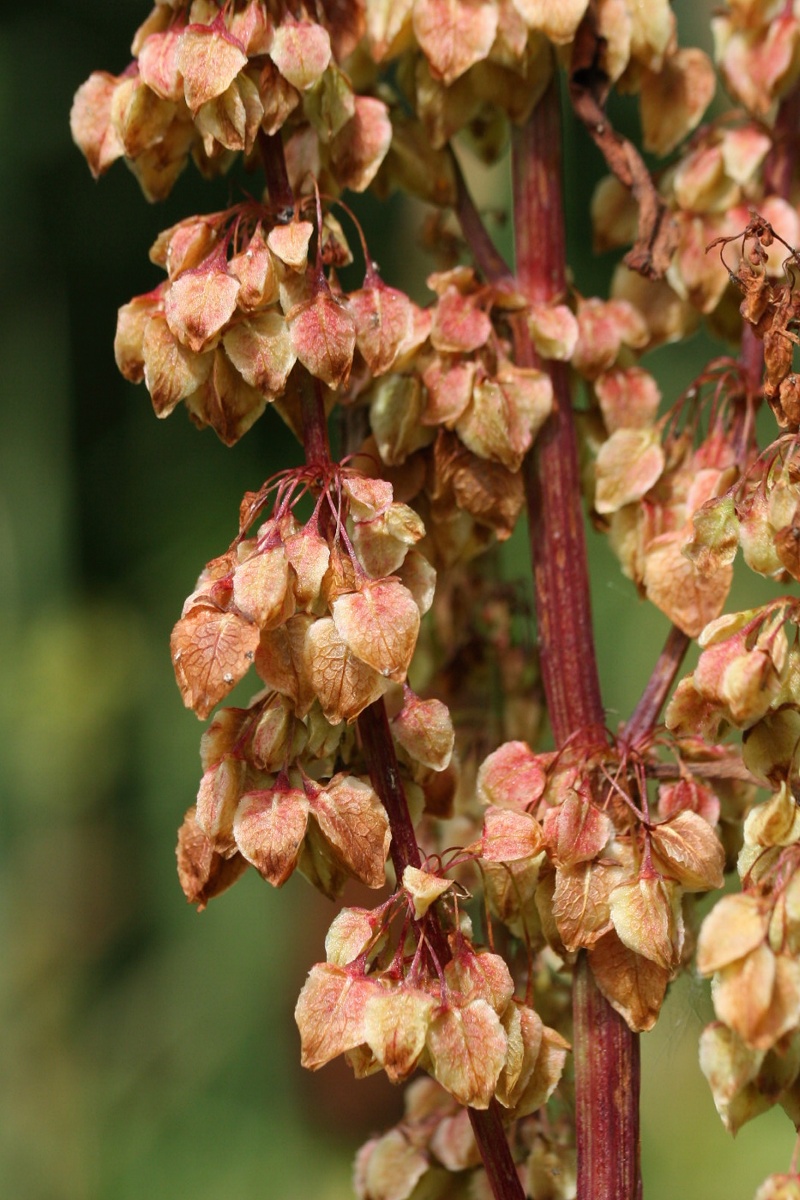 Image of Rumex aquaticus specimen.