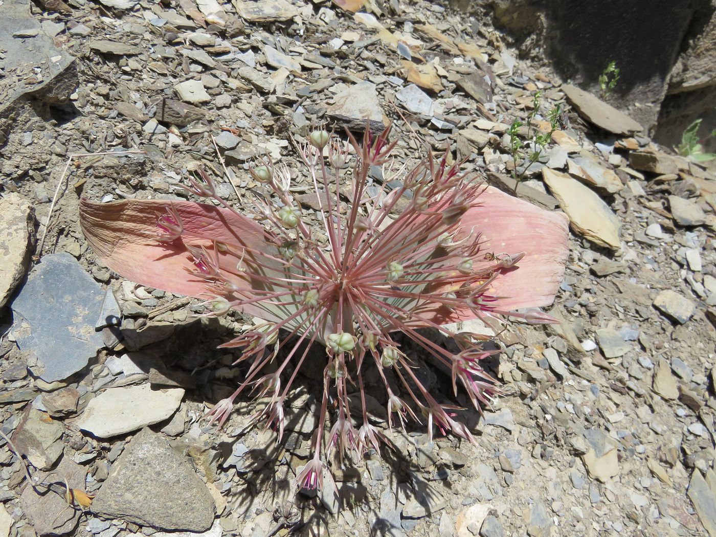 Изображение особи Allium alexeianum.