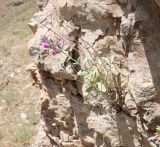 Stachys inflata