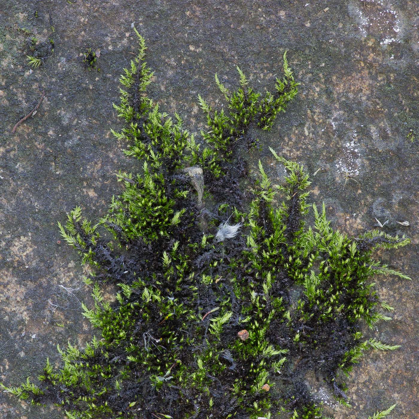 Image of familia Brachytheciaceae specimen.