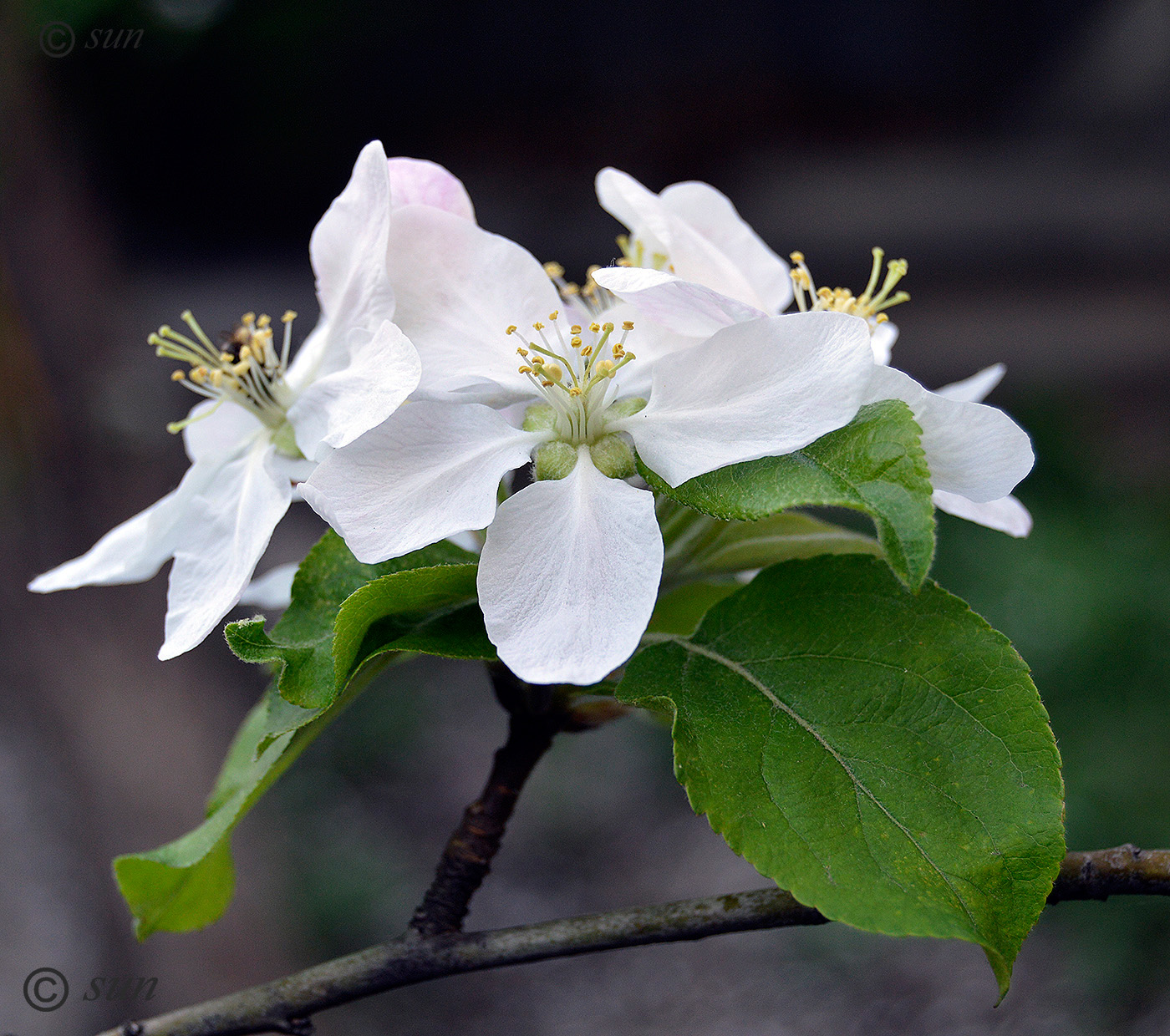 Изображение особи Malus domestica.