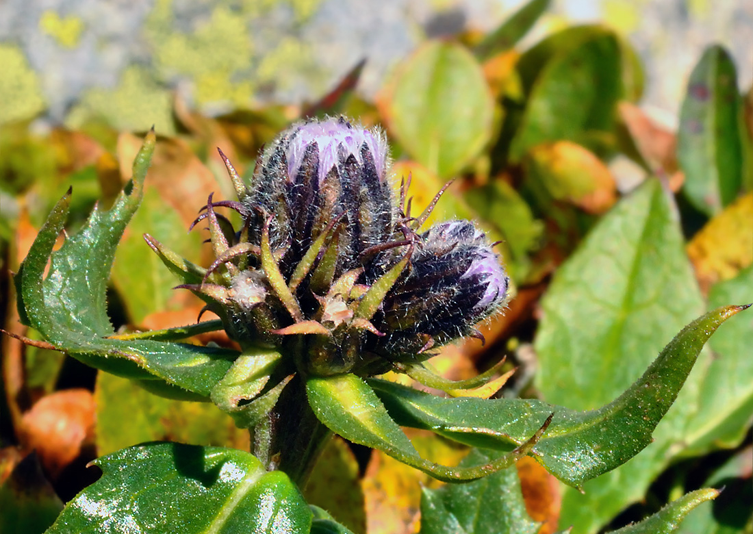 Image of Saussurea foliosa specimen.