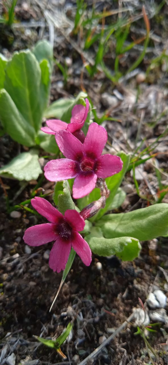 Image of Primula fedtschenkoi specimen.