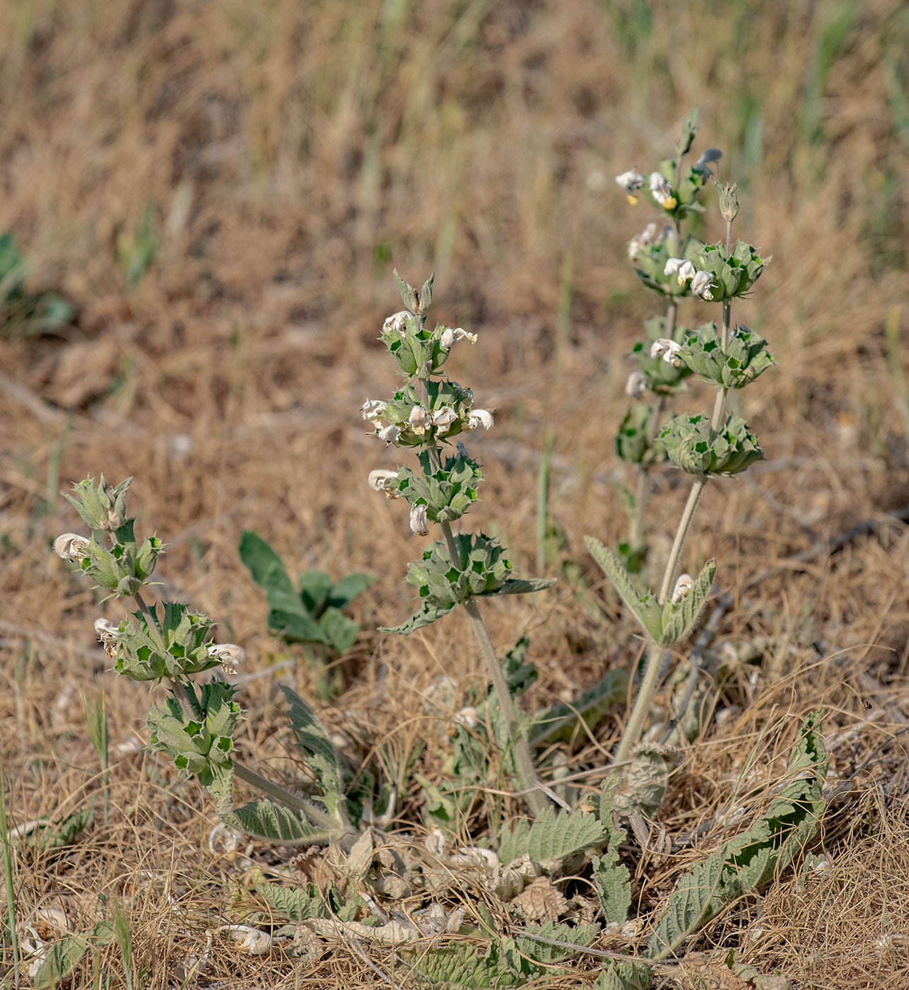 Изображение особи Phlomoides labiosa.