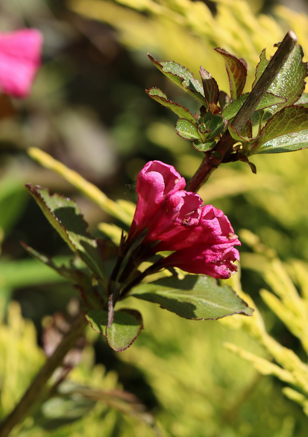 Image of Weigela florida specimen.