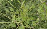 View full-size image Xanthoselinum alsaticum