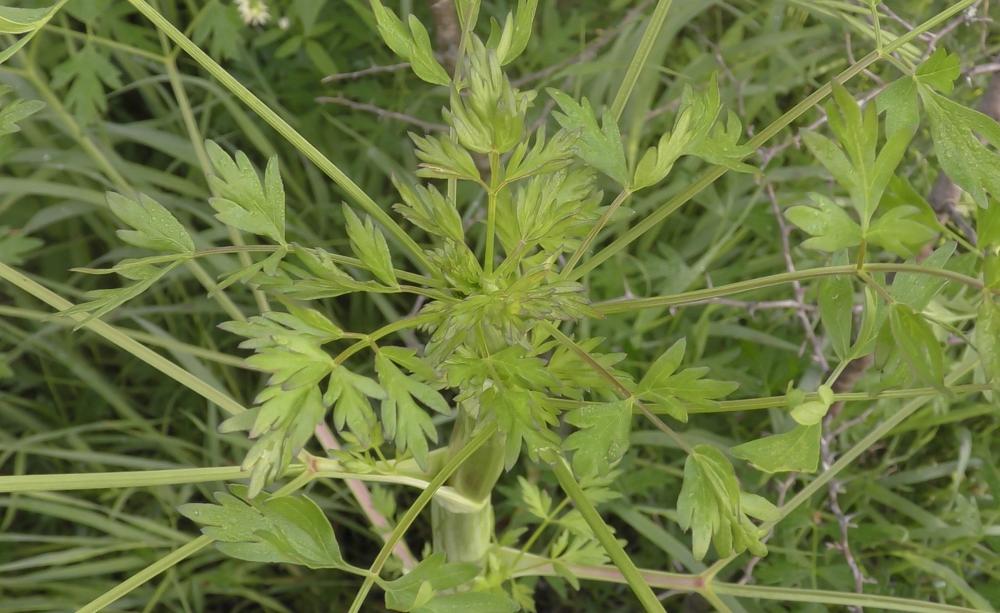 Image of Xanthoselinum alsaticum specimen.