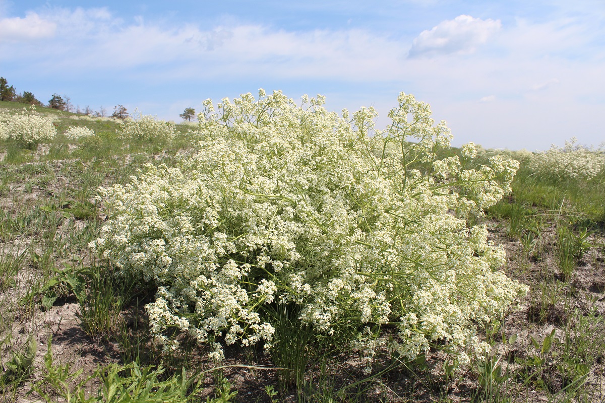 Image of Crambe tataria specimen.