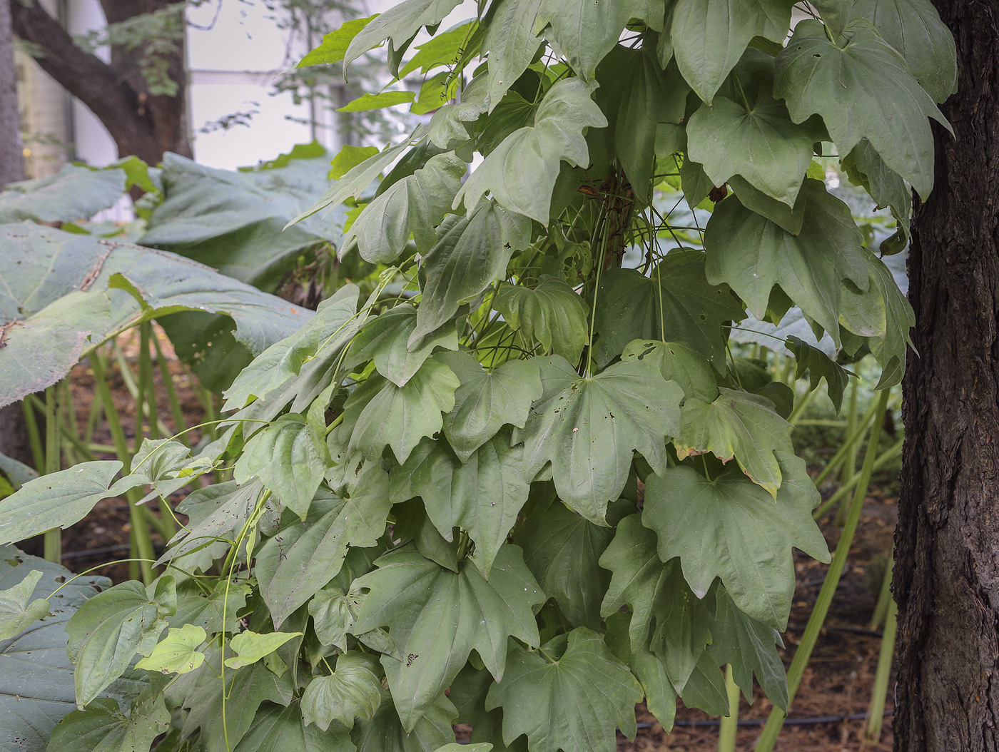 Image of Dioscorea nipponica specimen.