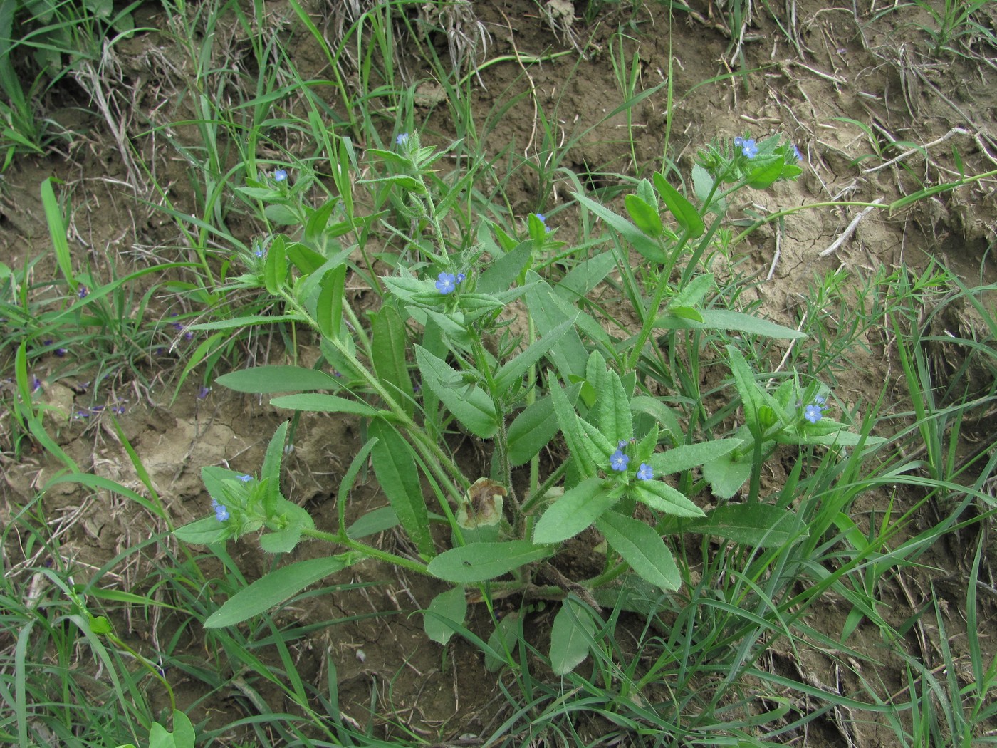 Изображение особи Lycopsis orientalis.