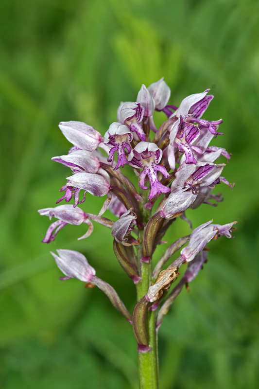 Image of Orchis militaris specimen.