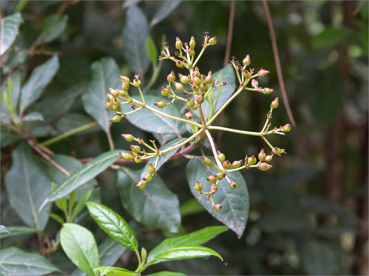 Изображение особи Viburnum tinus.