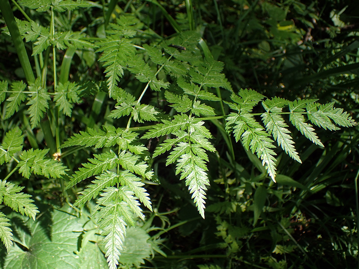 Изображение особи Anthriscus sylvestris.