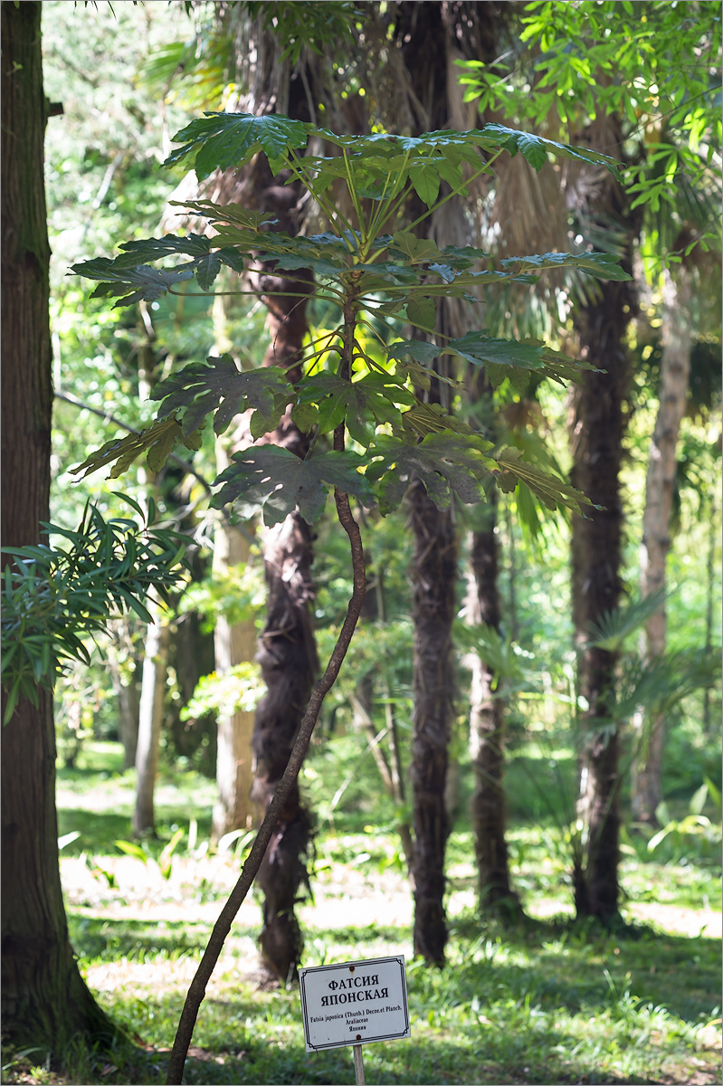 Image of Fatsia japonica specimen.