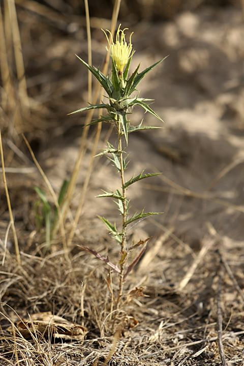 Image of Carthamus lanatus specimen.